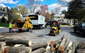 Benavides, TX Tree Removal Company