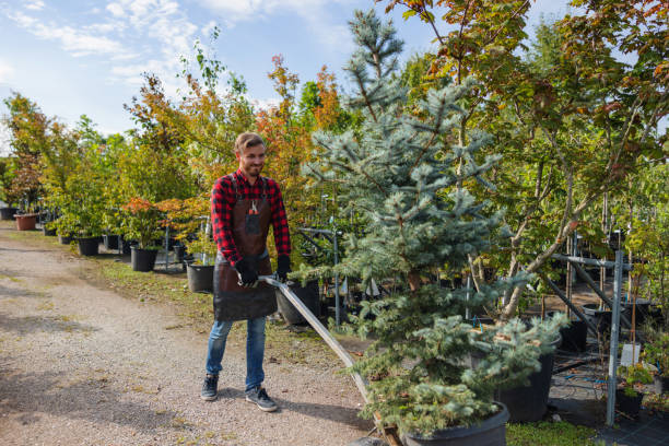 How Our Tree Care Process Works  in  Benavides, TX